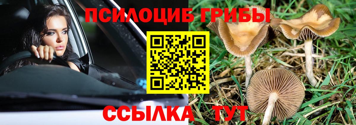 Волжск  Псилоцибиновые грибы Psilocybine cubensis  Вход с VPN  Псилоцибиновые грибы Psilocybine cubensis 